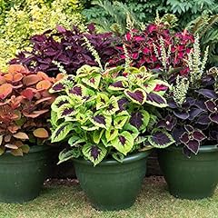 Coleus mix painted for sale  Delivered anywhere in UK