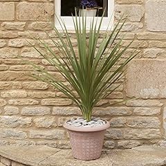 Yougarden cordyline australis for sale  Delivered anywhere in UK