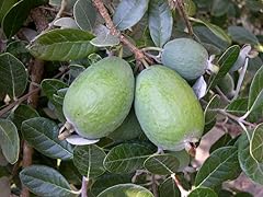 Feijoa sellowiana pianta usato  Spedito ovunque in Italia 