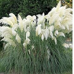Pampas grass white for sale  Delivered anywhere in UK