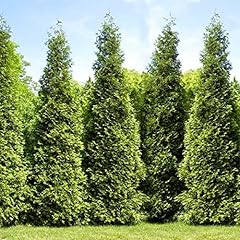 Thuja green giant for sale  Delivered anywhere in USA 