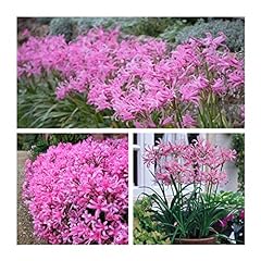 Nerine bowdenii flower for sale  Delivered anywhere in UK