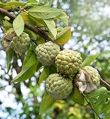 Annona squamosa sugar for sale  Delivered anywhere in USA 