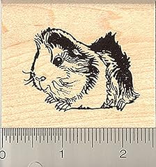 Tricolor abyssinian guinea for sale  Delivered anywhere in USA 