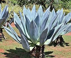Agave americana sentry for sale  Delivered anywhere in USA 