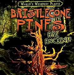 Bristlecone pines ancient for sale  Delivered anywhere in USA 