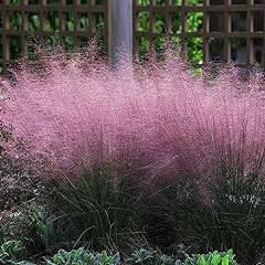Pink muhly grass for sale  Delivered anywhere in USA 