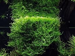 Aquaone aquarium pflanze gebraucht kaufen  Wird an jeden Ort in Deutschland