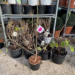 Magnolia tree. magnolia for sale  Delivered anywhere in UK