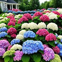 Mixed color hydrangea for sale  Delivered anywhere in USA 