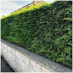 Leyland cypress green for sale  Delivered anywhere in UK