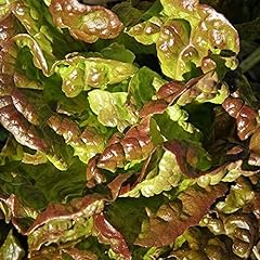 Bronze mignonette lettuce for sale  Delivered anywhere in USA 
