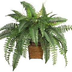Boston fern plant for sale  Delivered anywhere in USA 