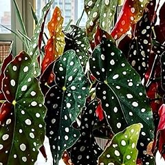 Combo polka dot for sale  Delivered anywhere in USA 