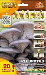 Micelio funghi pleurotus usato  Spedito ovunque in Italia 