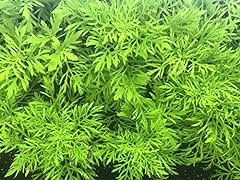 Water wisteria hygrophila for sale  Delivered anywhere in USA 
