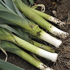 Gardeners kitchen leek for sale  Delivered anywhere in UK