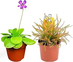 Carnivorous plants butterwort for sale  Delivered anywhere in UK