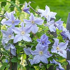 Clematis blue angel for sale  Delivered anywhere in UK