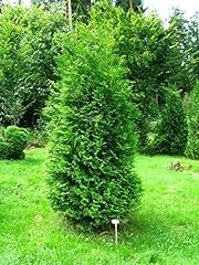 Tuia thuja occidentalis usato  Spedito ovunque in Italia 