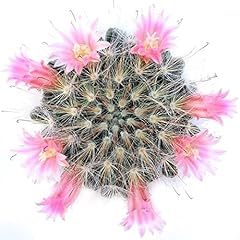 Mammillaria bocasana powder for sale  Delivered anywhere in USA 