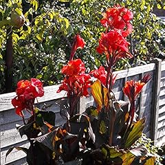 Canna tropicanna black for sale  Delivered anywhere in UK