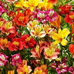 Mixed alstroemeria seeds for sale  Delivered anywhere in USA 