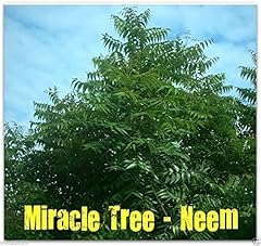 Seeds neem plant for sale  Delivered anywhere in Ireland