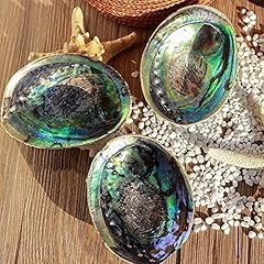 Natural abalone shell for sale  Delivered anywhere in UK