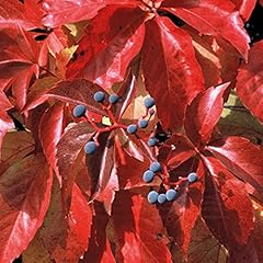 Virginia creeper climbing for sale  Delivered anywhere in UK