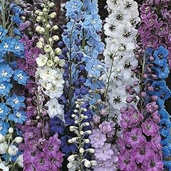 Delphinium pacific giants for sale  Delivered anywhere in UK