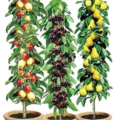 Easylife pillar fruit for sale  Delivered anywhere in UK