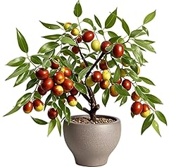 Nourishing jujube tree for sale  Delivered anywhere in USA 