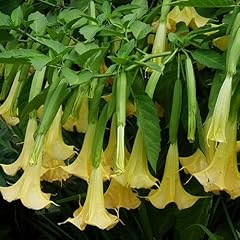 Plant seeds brugmansia for sale  Delivered anywhere in Ireland