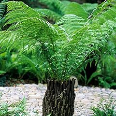 Garden tree fern for sale  Delivered anywhere in Ireland