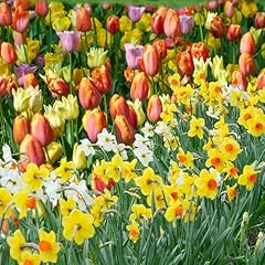 Pack tulip daffodil for sale  Delivered anywhere in USA 