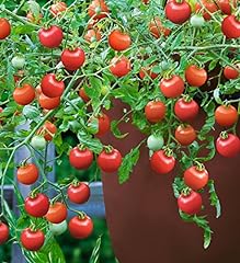 Viridis hortus tomato for sale  Delivered anywhere in Ireland