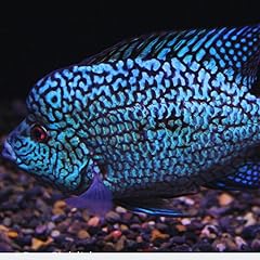Electric blue carpintis for sale  Delivered anywhere in USA 
