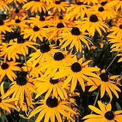 Rudbeckia plug plants. for sale  Delivered anywhere in UK