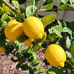 Meyer lemon tree for sale  Delivered anywhere in USA 