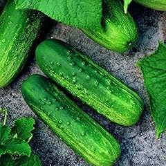 Cucumber seeds planting for sale  Delivered anywhere in USA 