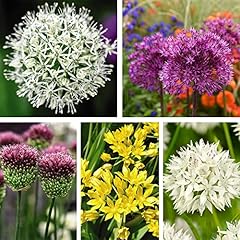 101 allium collection for sale  Delivered anywhere in Ireland