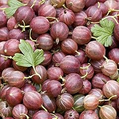 Gooseberry bush hinnomaki for sale  Delivered anywhere in UK
