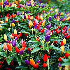 Color pepper plant for sale  Delivered anywhere in USA 