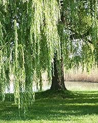 Usato, Salice piangente"Salix babylonica" pianta in vaso h. 100/120 cm usato  Spedito ovunque in Italia 