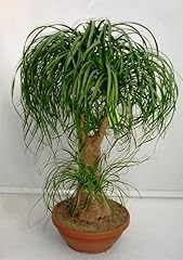 Kira seeds seeds for sale  Delivered anywhere in USA 