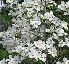Live plant white for sale  Delivered anywhere in USA 