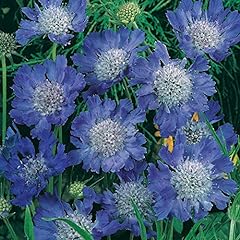 Plugplants.net scabiosa scabio for sale  Delivered anywhere in Ireland
