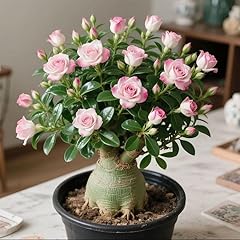 Rose désert rhizome d'occasion  Livré partout en France