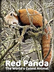 Red panda for sale  Delivered anywhere in USA 